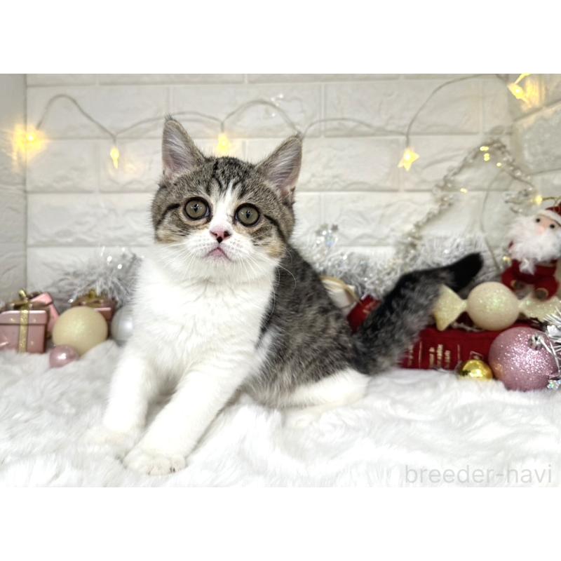 販売中の埼玉県のミヌエット-133715の5枚目