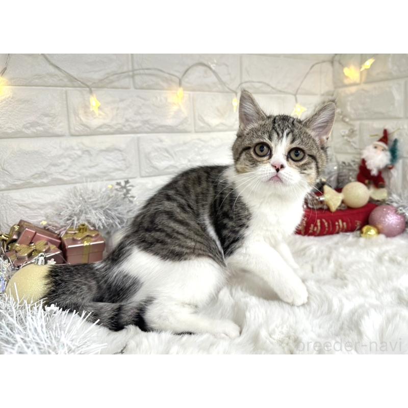 販売中の埼玉県のミヌエット-133715の4枚目