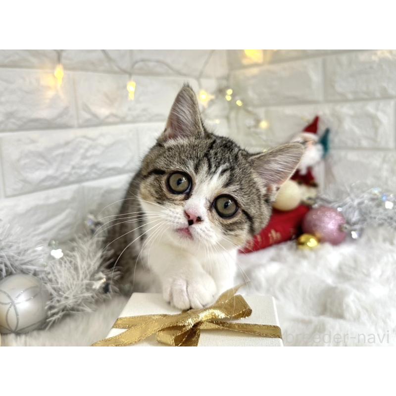 販売中の埼玉県のミヌエット-133715の3枚目