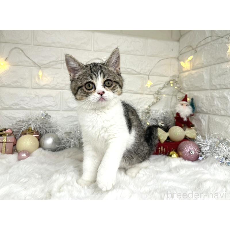 販売中の埼玉県のミヌエット-133715の2枚目