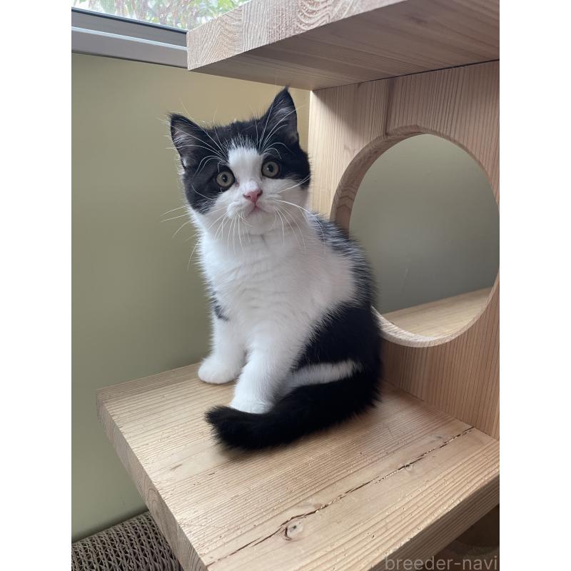 販売中の埼玉県のブリティッシュショートヘア-132721