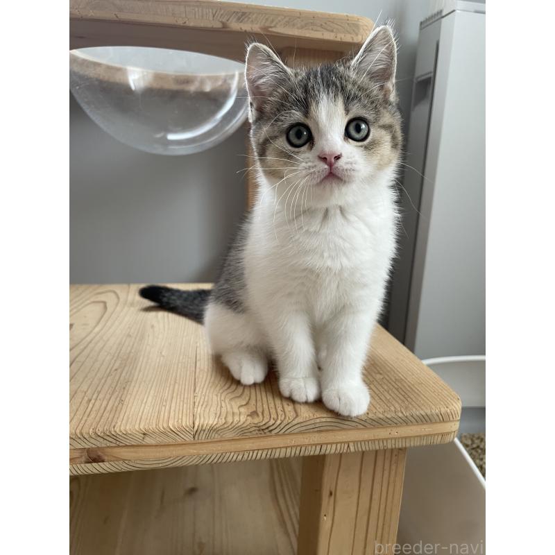 販売中の埼玉県のブリティッシュショートヘア-132720