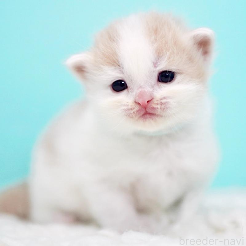 販売中の東京都のサイベリアン-133716