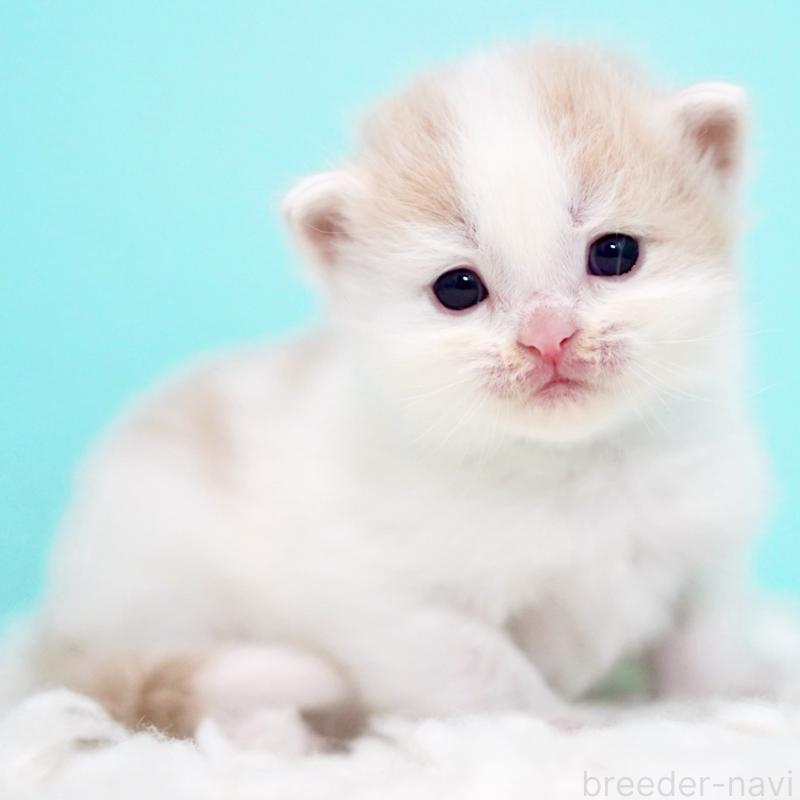 販売中の東京都のサイベリアン-133716の15枚目