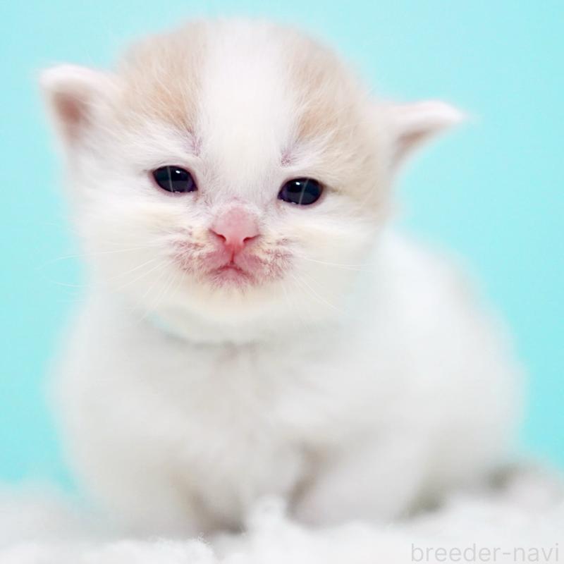 販売中の東京都のサイベリアン-133716の14枚目