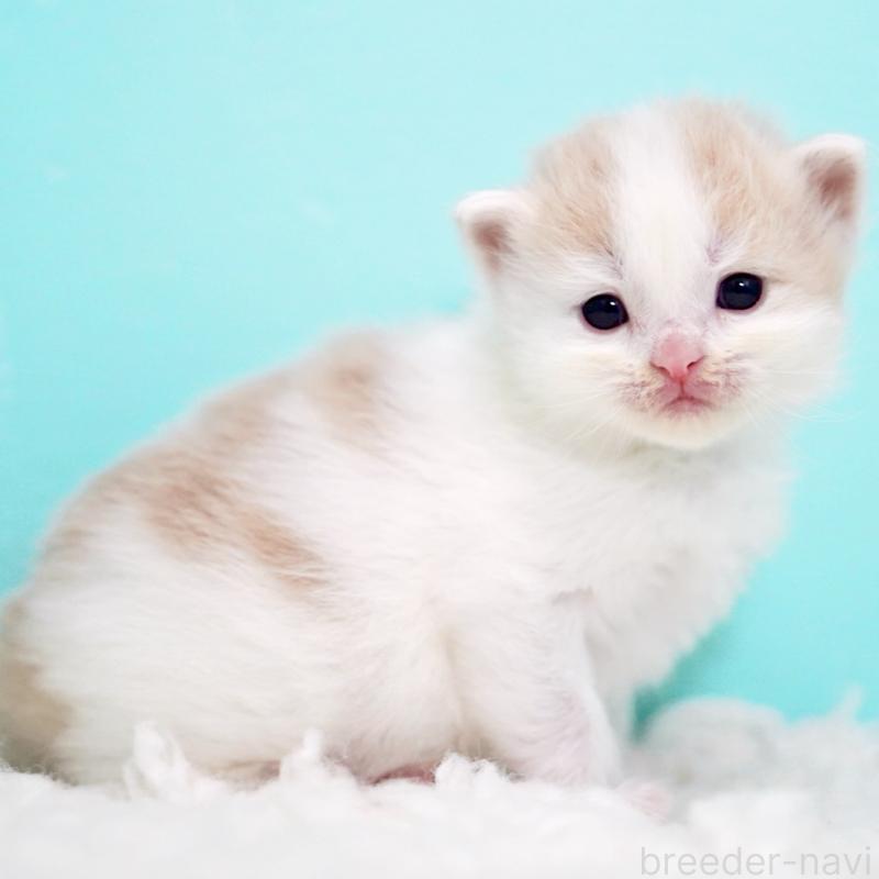 販売中の東京都のサイベリアン-133716の13枚目