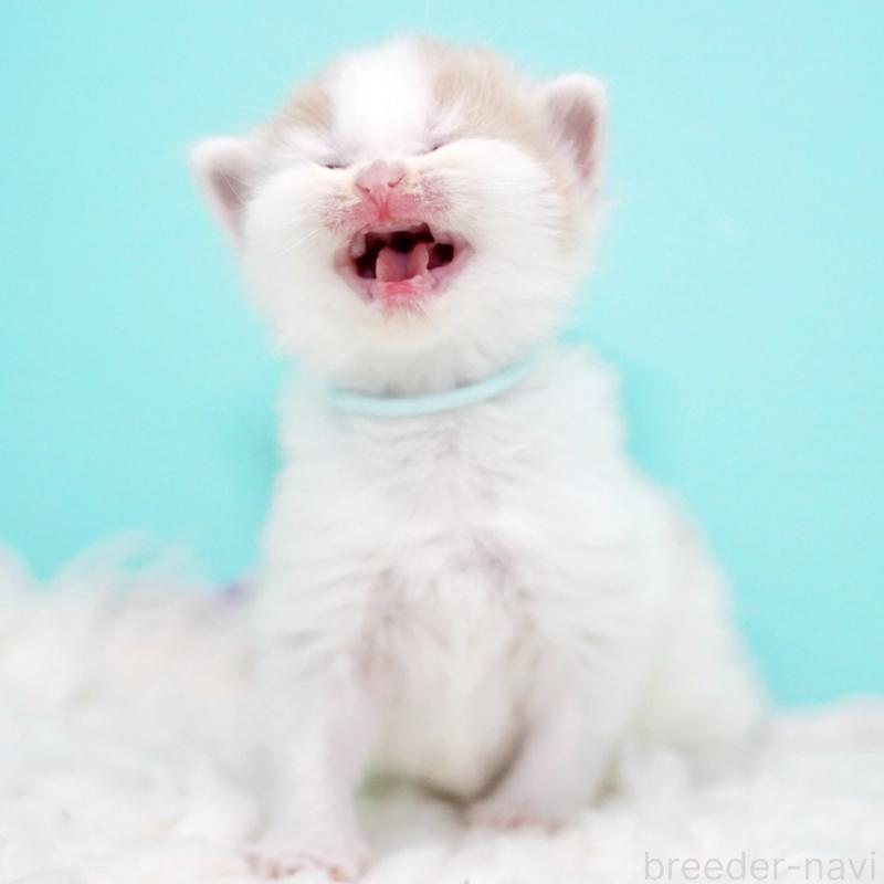 販売中の東京都のサイベリアン-133716の12枚目