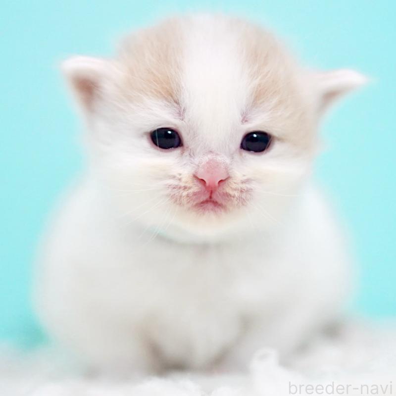 販売中の東京都のサイベリアン-133716の11枚目