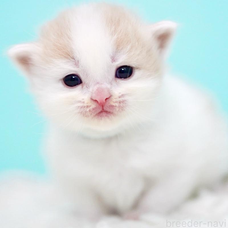 販売中の東京都のサイベリアン-133716の10枚目