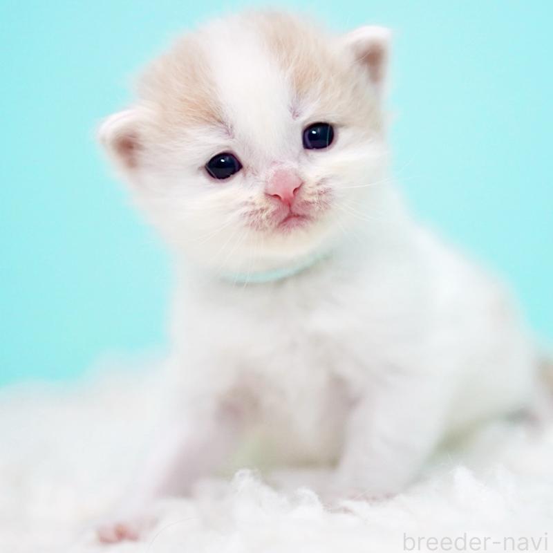 販売中の東京都のサイベリアン-133716の9枚目