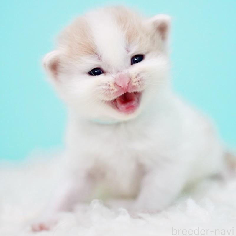 販売中の東京都のサイベリアン-133716の8枚目