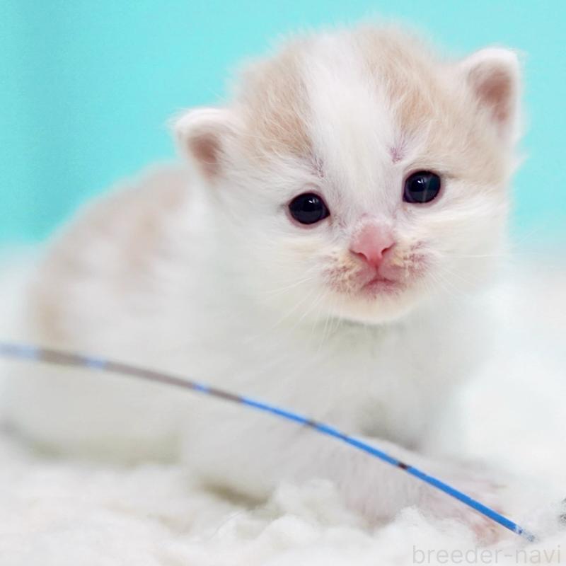 販売中の東京都のサイベリアン-133716の6枚目