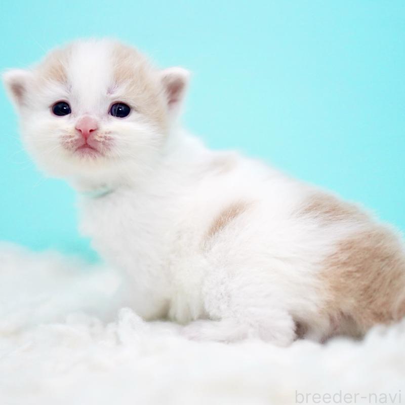 販売中の東京都のサイベリアン-133716の5枚目