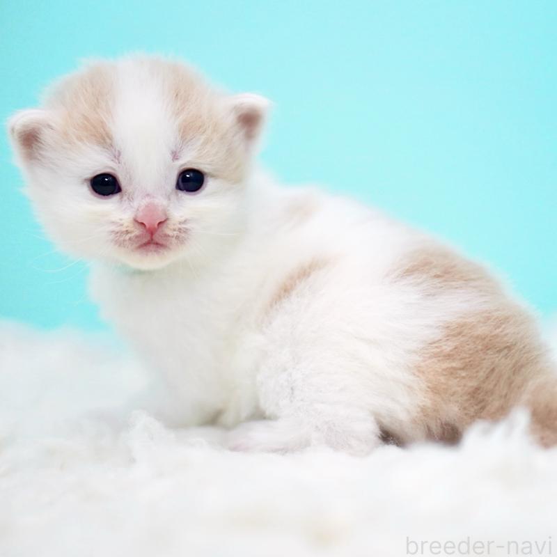 販売中の東京都のサイベリアン-133716の4枚目