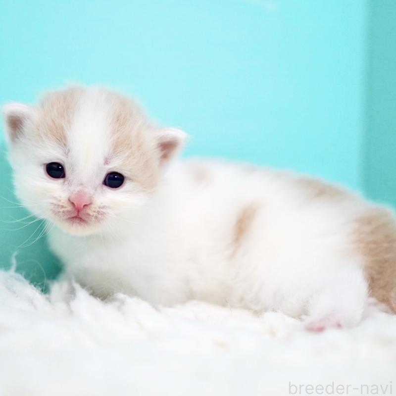 販売中の東京都のサイベリアン-133716の3枚目