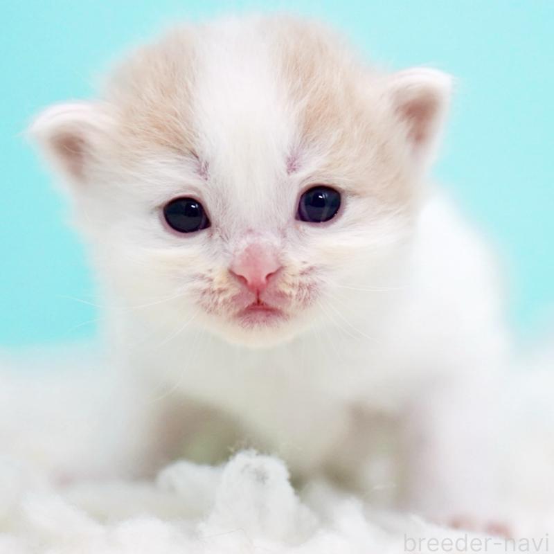 販売中の東京都のサイベリアン-133716の2枚目