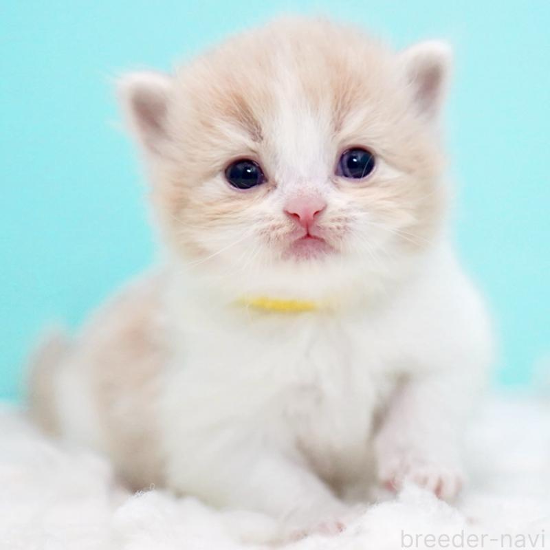 販売中の東京都のサイベリアン-133718