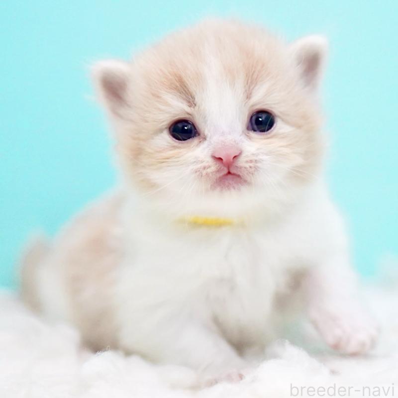 販売中の東京都のサイベリアン-133718の15枚目