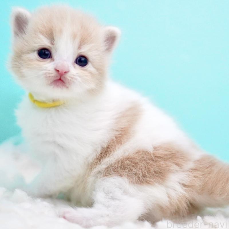 販売中の東京都のサイベリアン-133718の14枚目