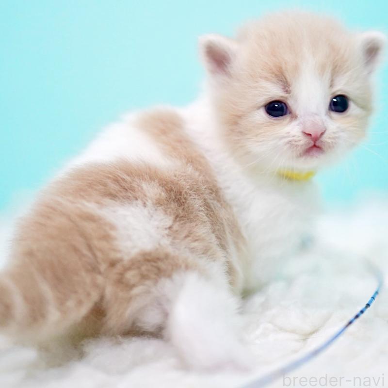 販売中の東京都のサイベリアン-133718の13枚目