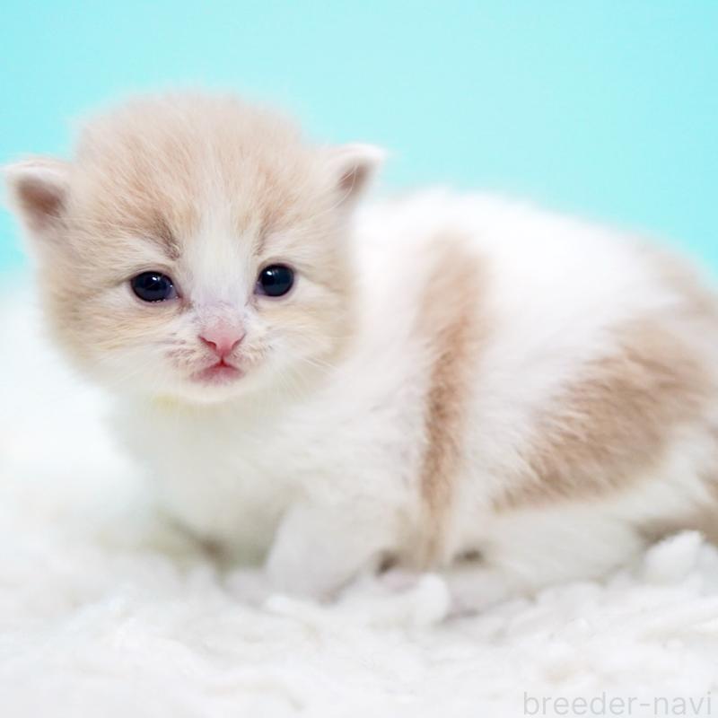 販売中の東京都のサイベリアン-133718の12枚目