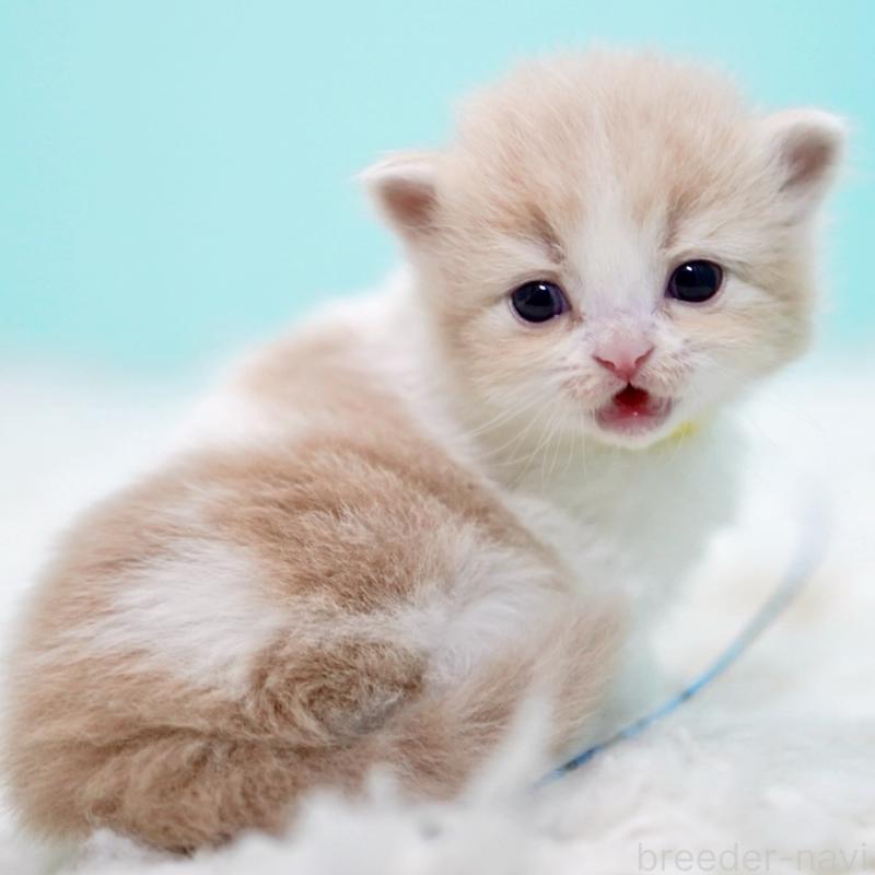 販売中の東京都のサイベリアン-133718の11枚目