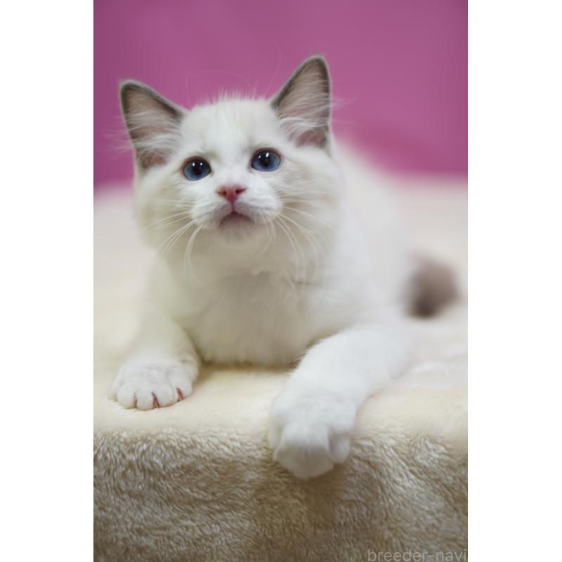 販売中の埼玉県のラグドール-131009の5枚目