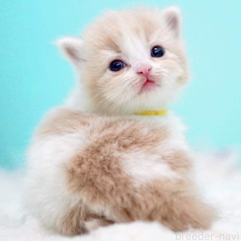 販売中の東京都のサイベリアン-133718の10枚目