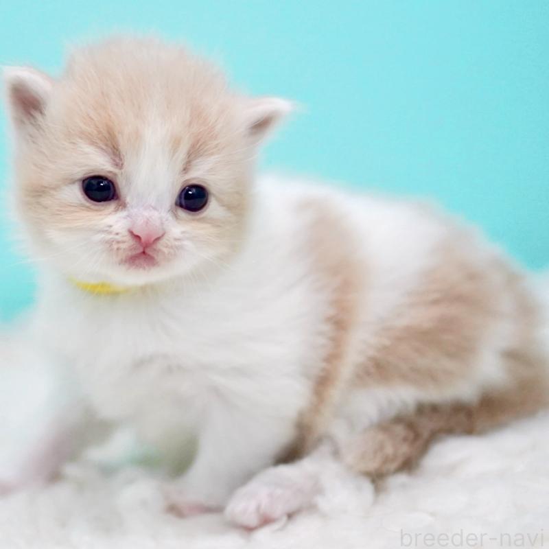 販売中の東京都のサイベリアン-133718の9枚目