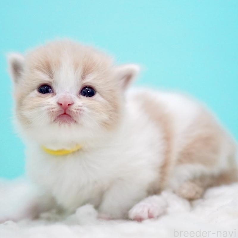 販売中の東京都のサイベリアン-133718の8枚目