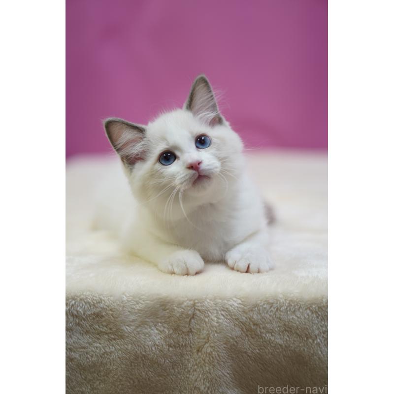 販売中の埼玉県のラグドール-131009の4枚目