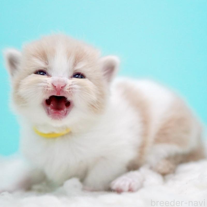 販売中の東京都のサイベリアン-133718の7枚目