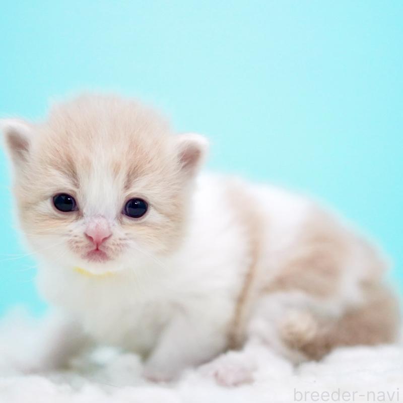 販売中の東京都のサイベリアン-133718の6枚目