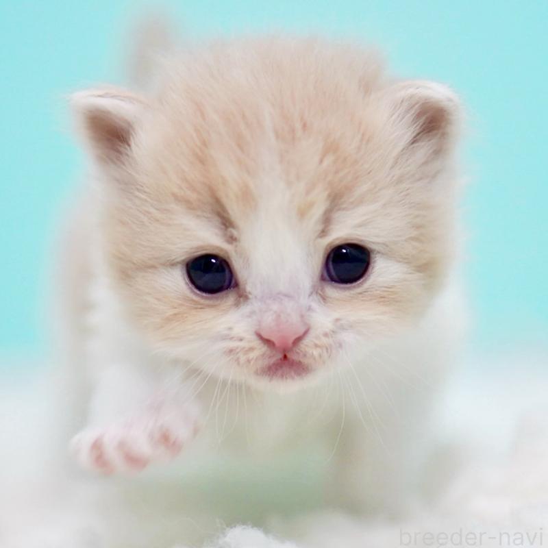 販売中の東京都のサイベリアン-133718の5枚目