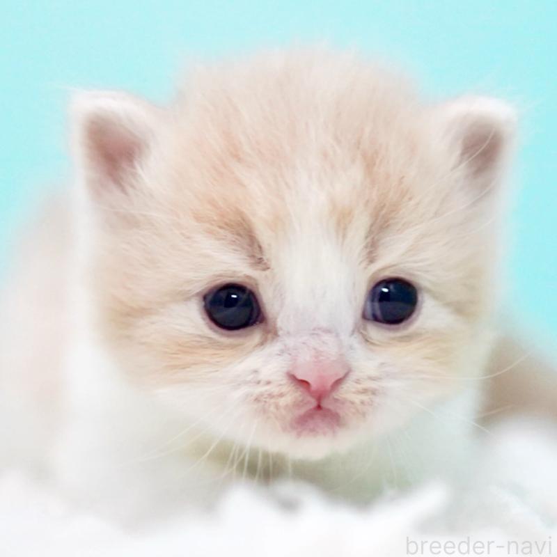 販売中の東京都のサイベリアン-133718の4枚目