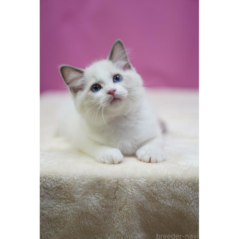 販売中の埼玉県のラグドール-131009の3枚目