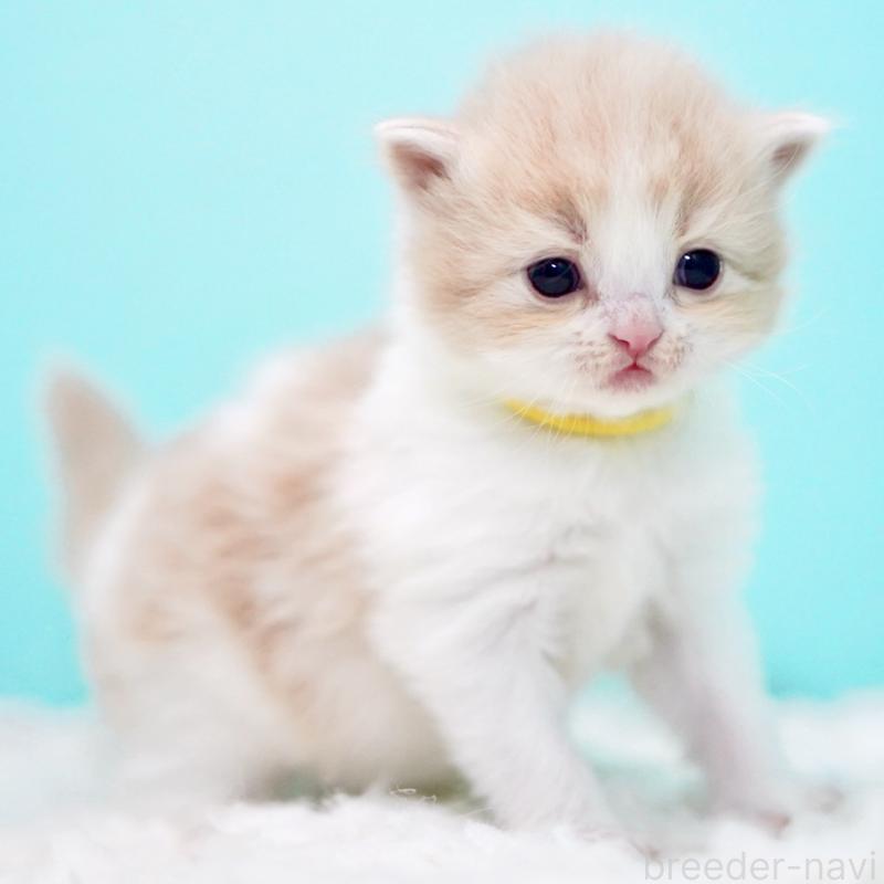 販売中の東京都のサイベリアン-133718の3枚目