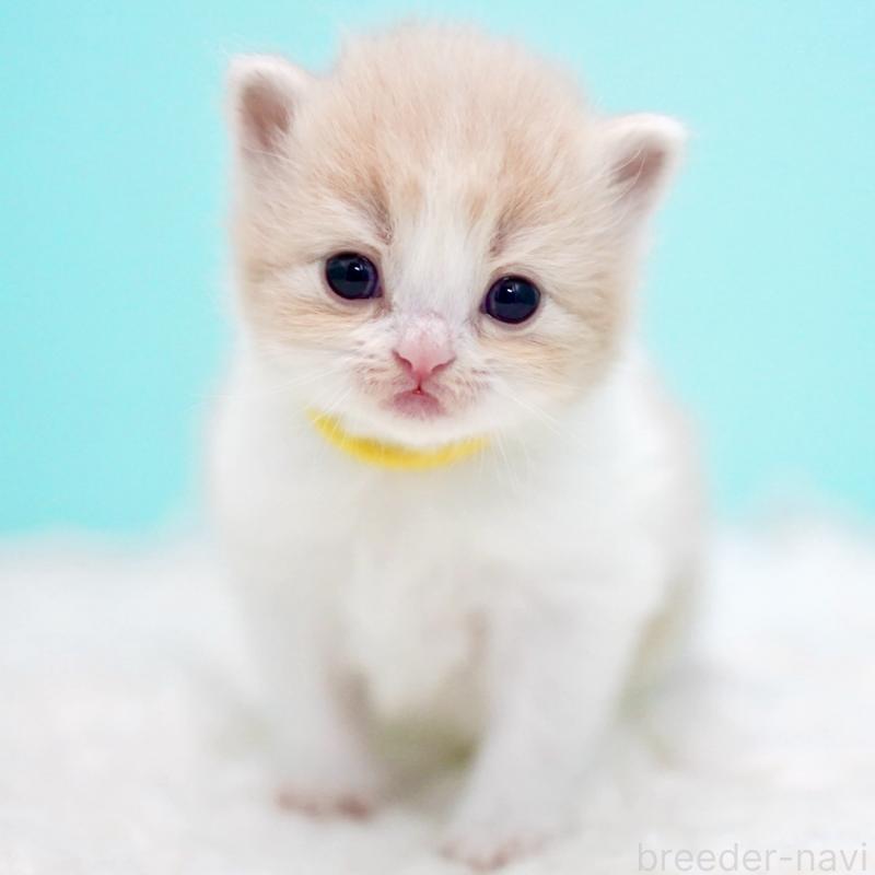 販売中の東京都のサイベリアン-133718の2枚目