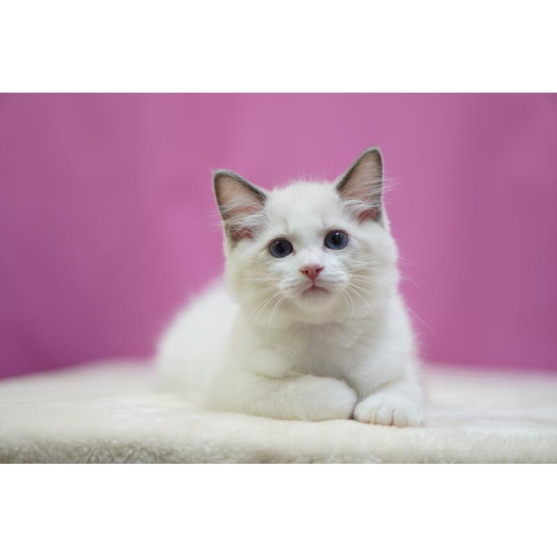 販売中の埼玉県のラグドール-131009の2枚目