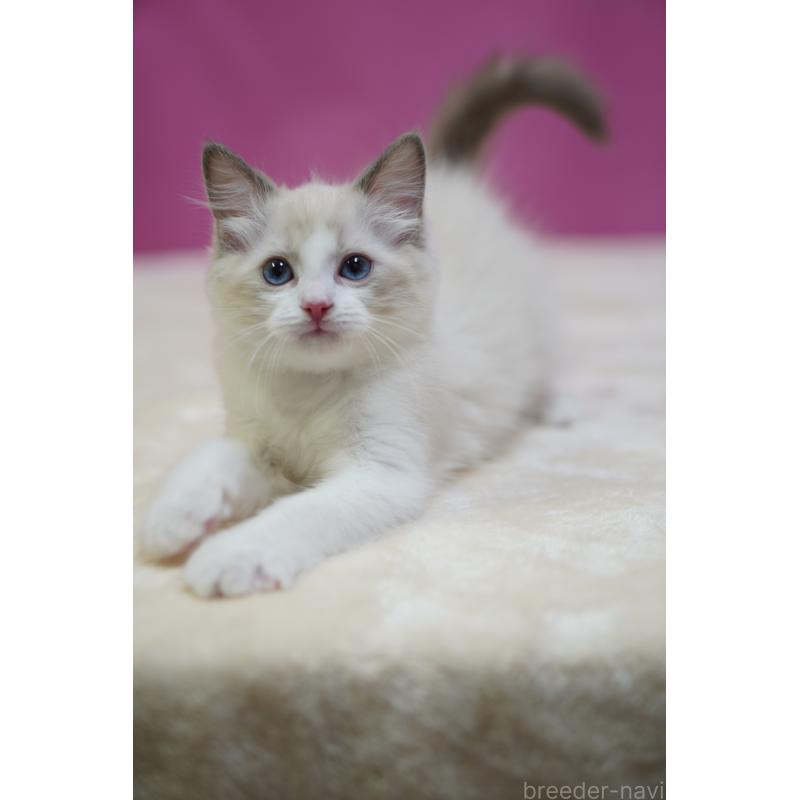 商談中の埼玉県のラグドール-131005の5枚目