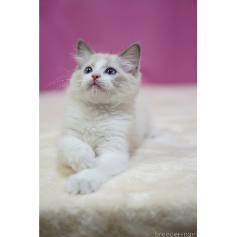 商談中の埼玉県のラグドール-131005の4枚目