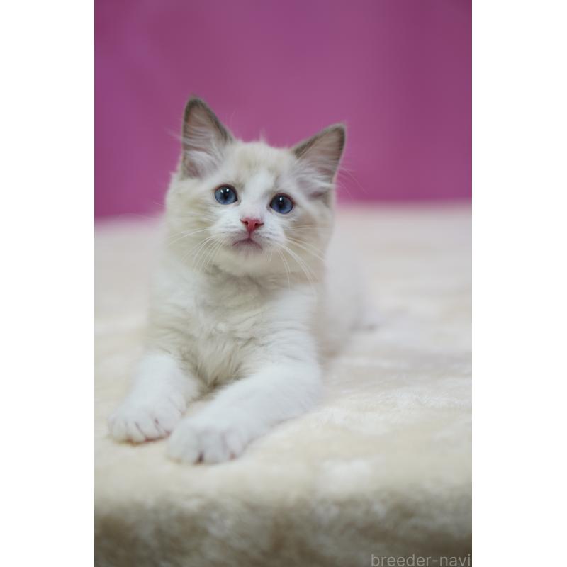 商談中の埼玉県のラグドール-131005の3枚目