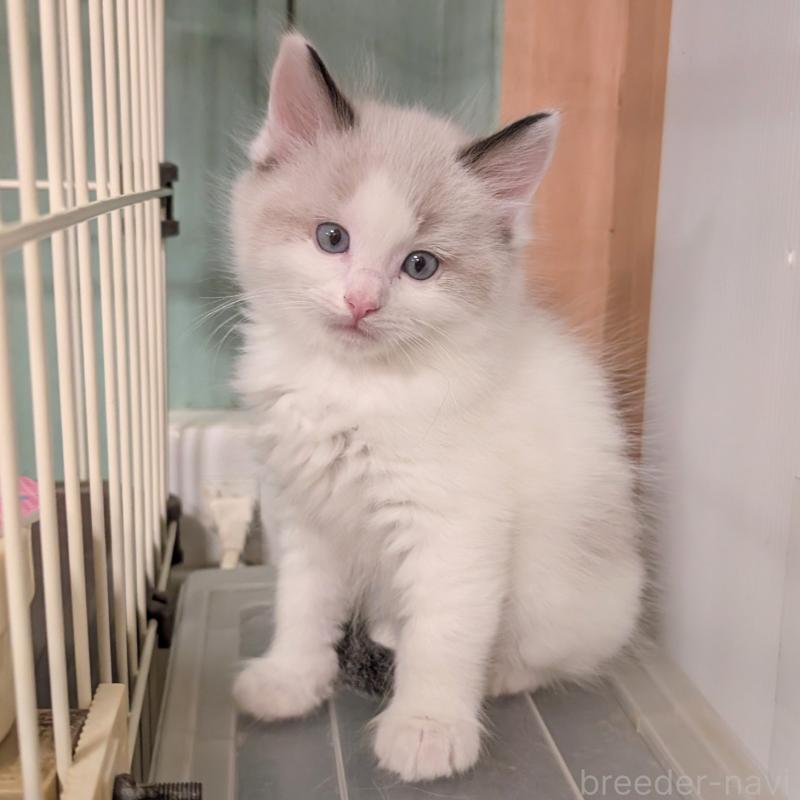 販売中ののミックス-133646