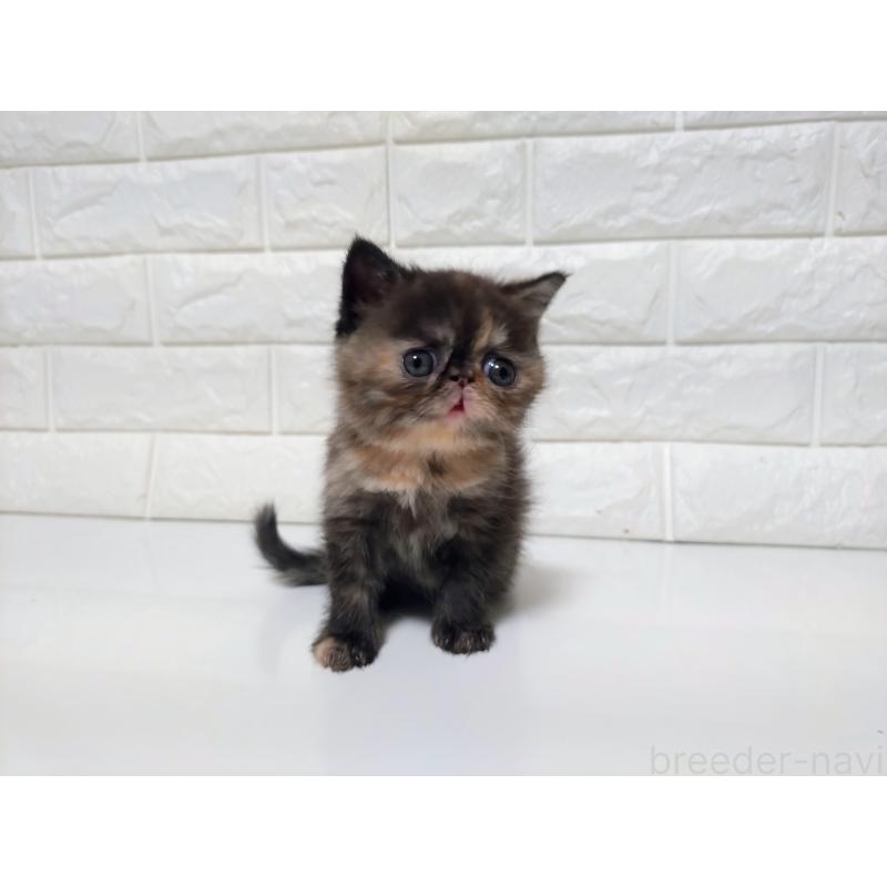 販売中の静岡県のエキゾチックショートヘア-133130の10枚目