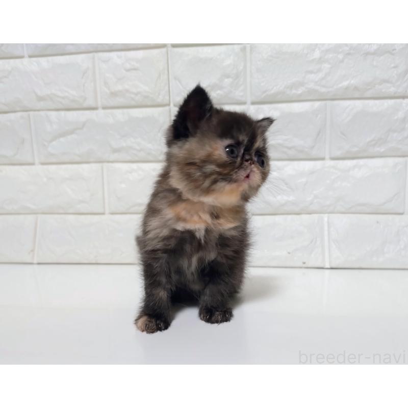 販売中の静岡県のエキゾチックショートヘア-133130の9枚目