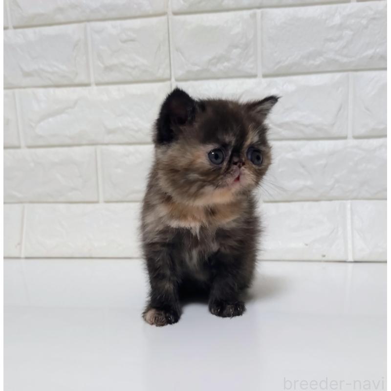 販売中の静岡県のエキゾチックショートヘア-133130の8枚目