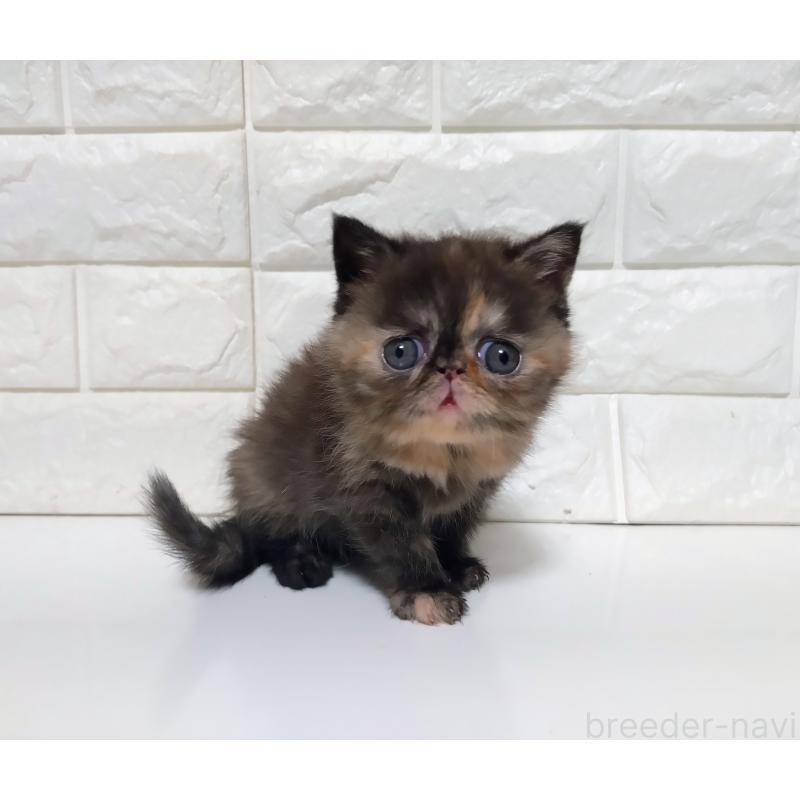 販売中の静岡県のエキゾチックショートヘア-133130の7枚目