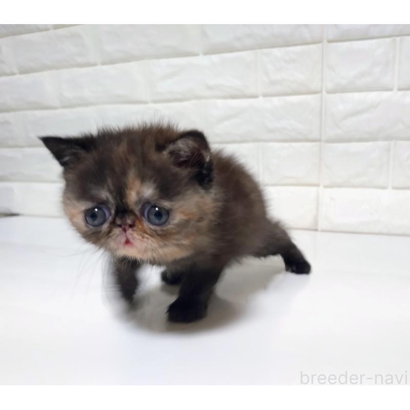 販売中の静岡県のエキゾチックショートヘア-133130の5枚目