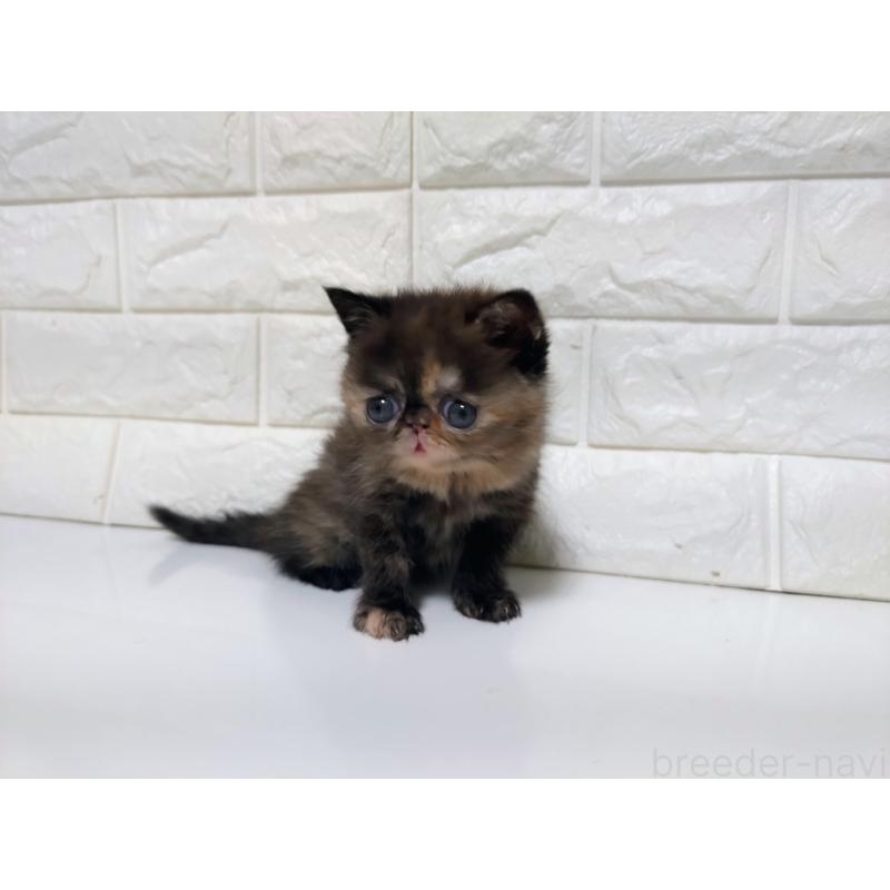 販売中の静岡県のエキゾチックショートヘア-133130の4枚目