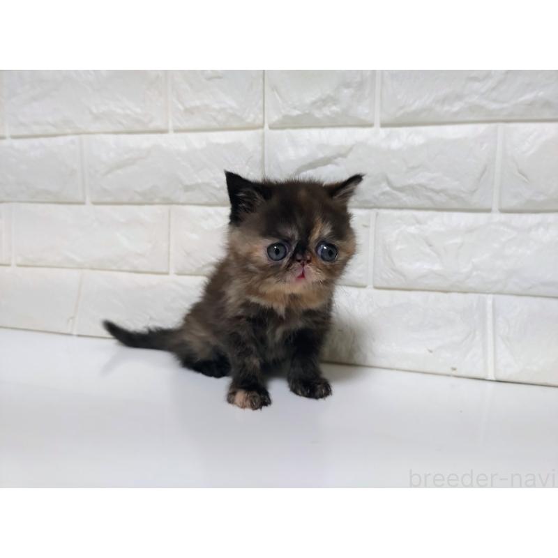 販売中の静岡県のエキゾチックショートヘア-133130の2枚目